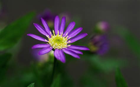 花醜|シオン (植物)